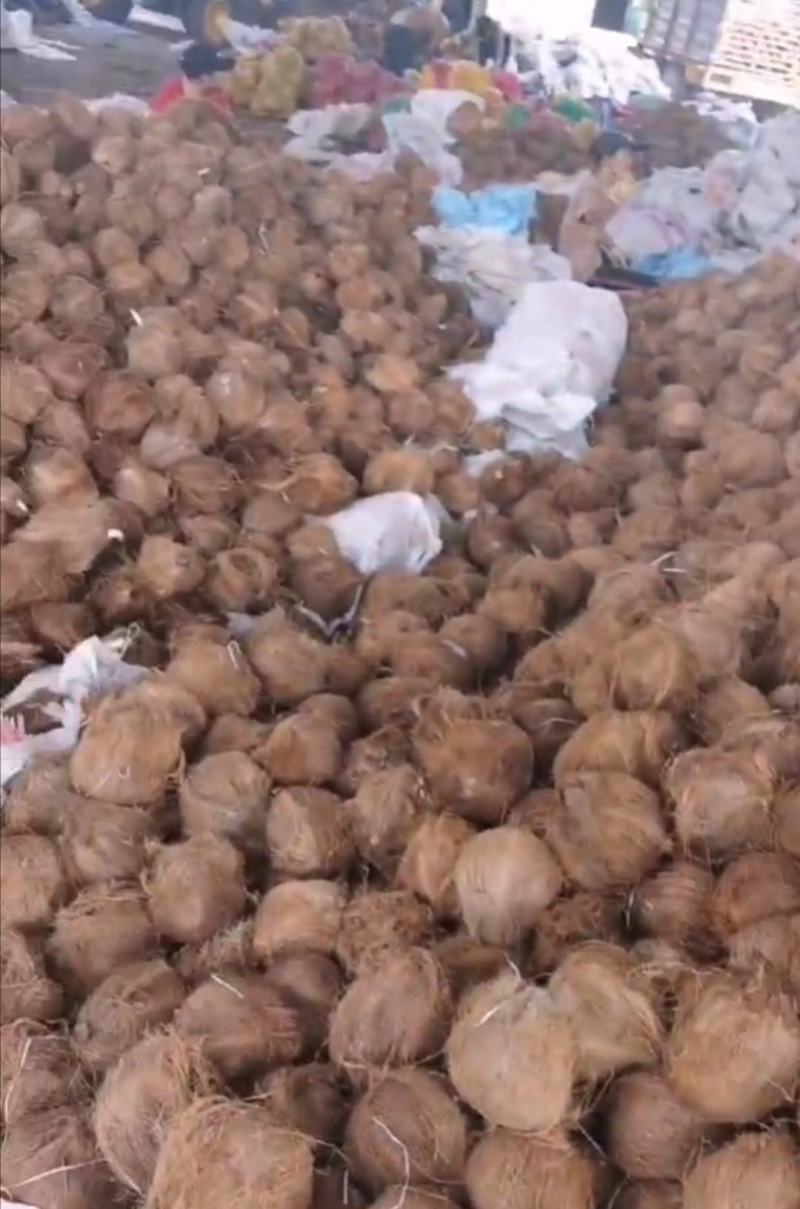【毛椰】越南毛椰大量出口对接市场电商产地一手货源电联优惠