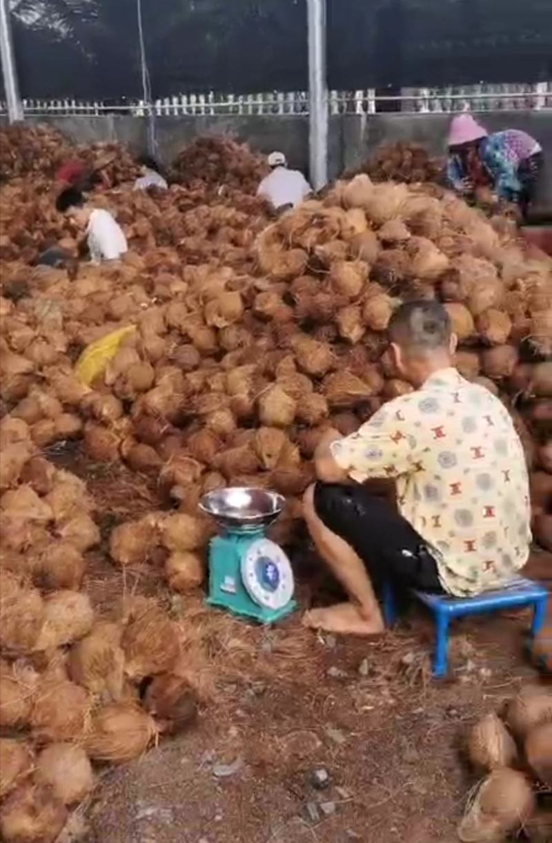 【毛椰】越南毛椰大量出口对接市场电商产地一手货源电联优惠