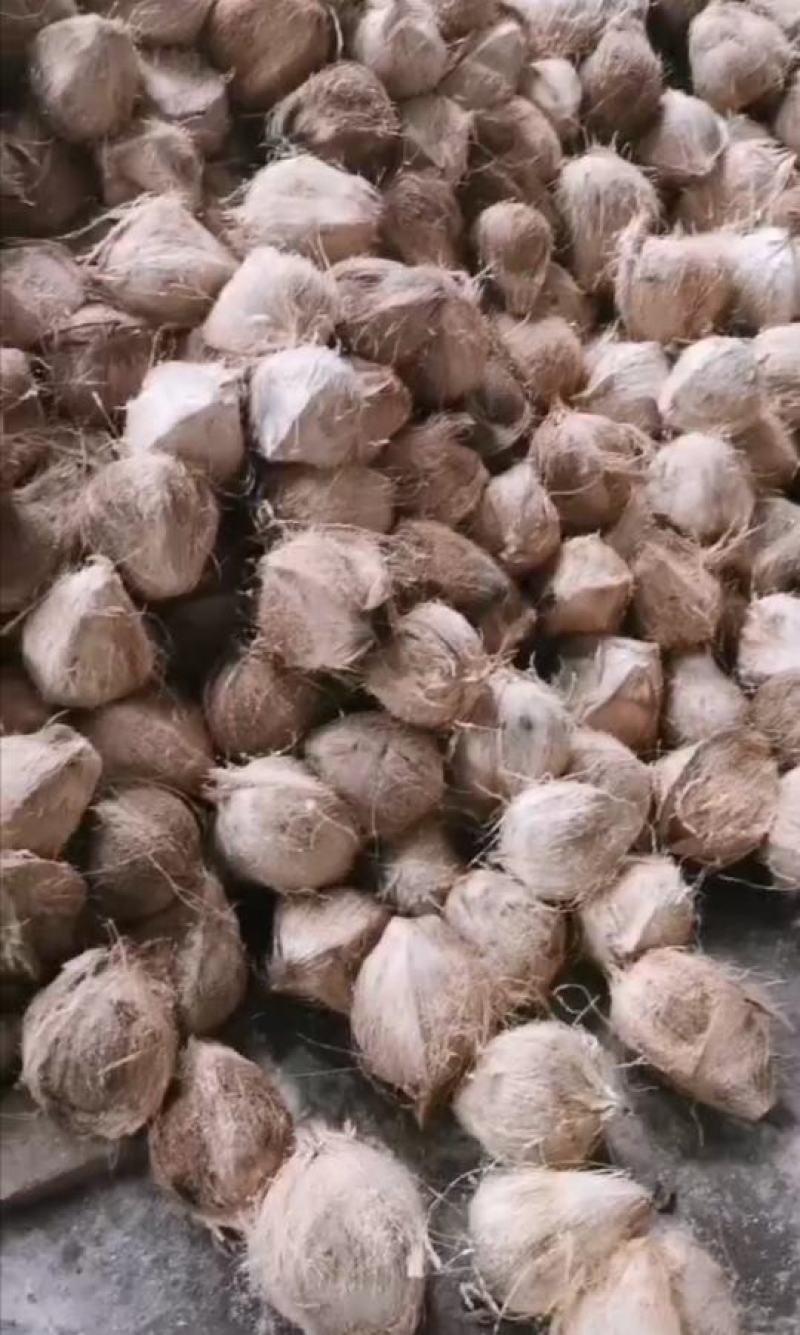 【毛椰】越南毛椰大量出口对接市场电商产地一手货源电联优惠