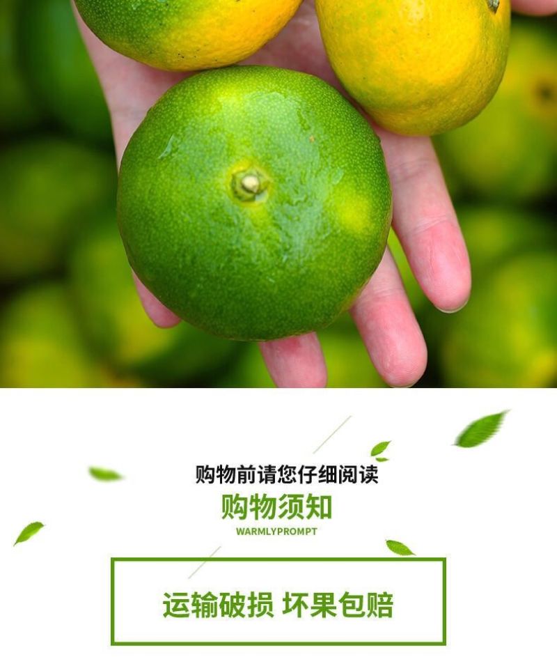 （包邮）云南无籽蜜桔新鲜橘子当季黄皮桔子小青桔整箱批发