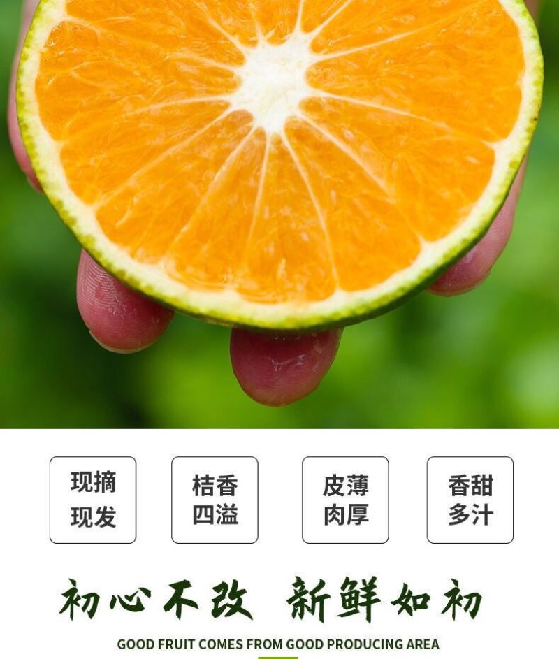 （包邮）云南无籽蜜桔新鲜橘子当季黄皮桔子小青桔整箱批发