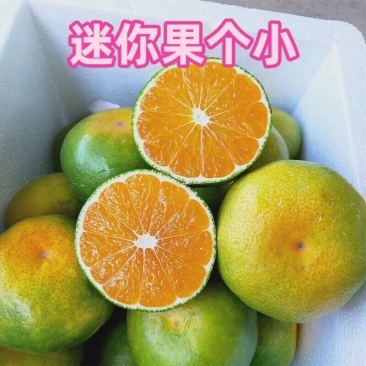 （包邮）云南无籽蜜桔新鲜橘子当季黄皮桔子小青桔整箱批发