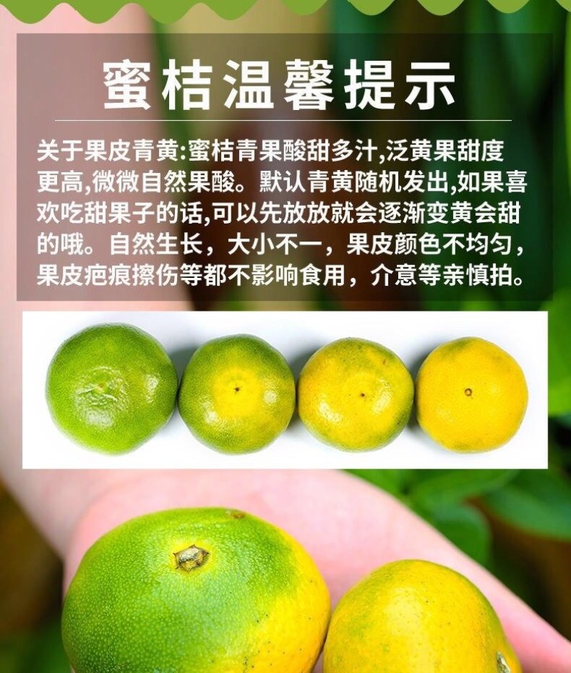 （包邮）云南无籽蜜桔新鲜橘子当季黄皮桔子小青桔整箱批发