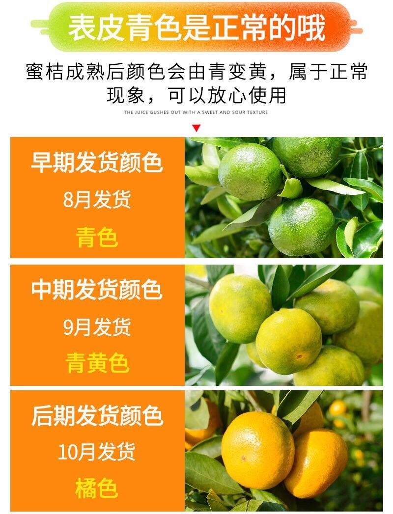 （包邮）云南无籽蜜桔新鲜橘子当季黄皮桔子小青桔整箱批发