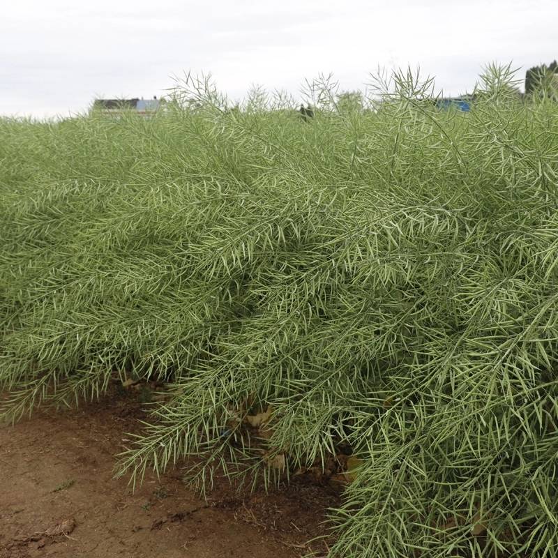 【油菜种子基地专用】秦油三号油菜，耐寒耐旱高产高油低芥酸