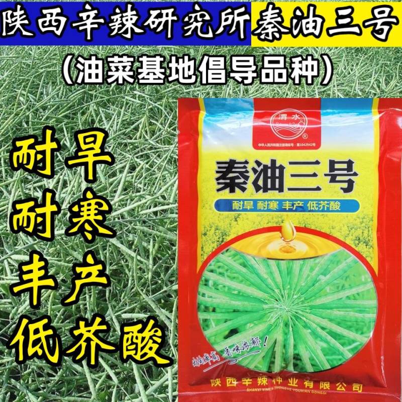 【油菜种子基地专用】秦油三号油菜，耐寒耐旱高产高油低芥酸