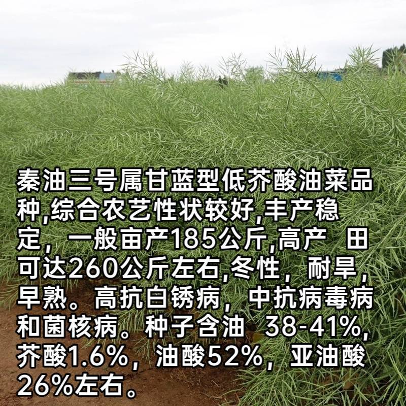 【油菜种子基地专用】秦油三号油菜，耐寒耐旱高产高油低芥酸