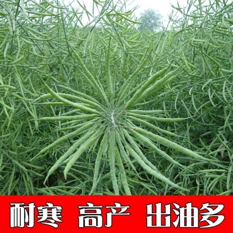 【油菜种子基地专用】秦油三号油菜，耐寒耐旱高产高油低芥酸