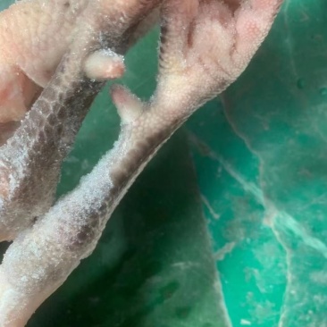 公鸡，白条公鸡