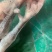 公鸡，白条公鸡