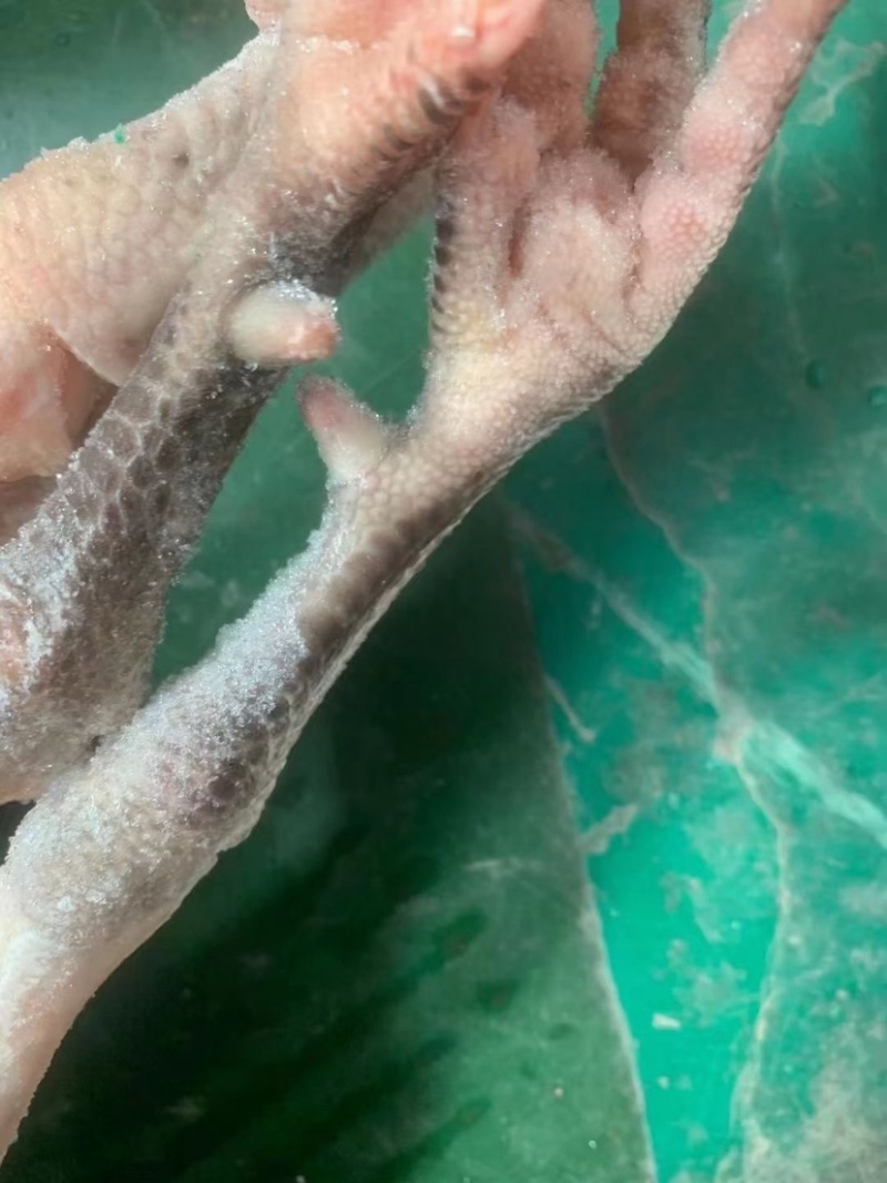 公鸡，白条公鸡