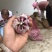 云南红皮大蒜，独头蒜，多瓣蒜