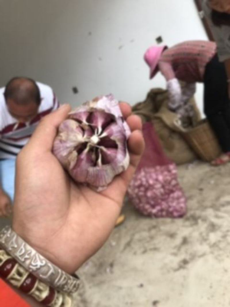 云南红皮大蒜，独头蒜，多瓣蒜