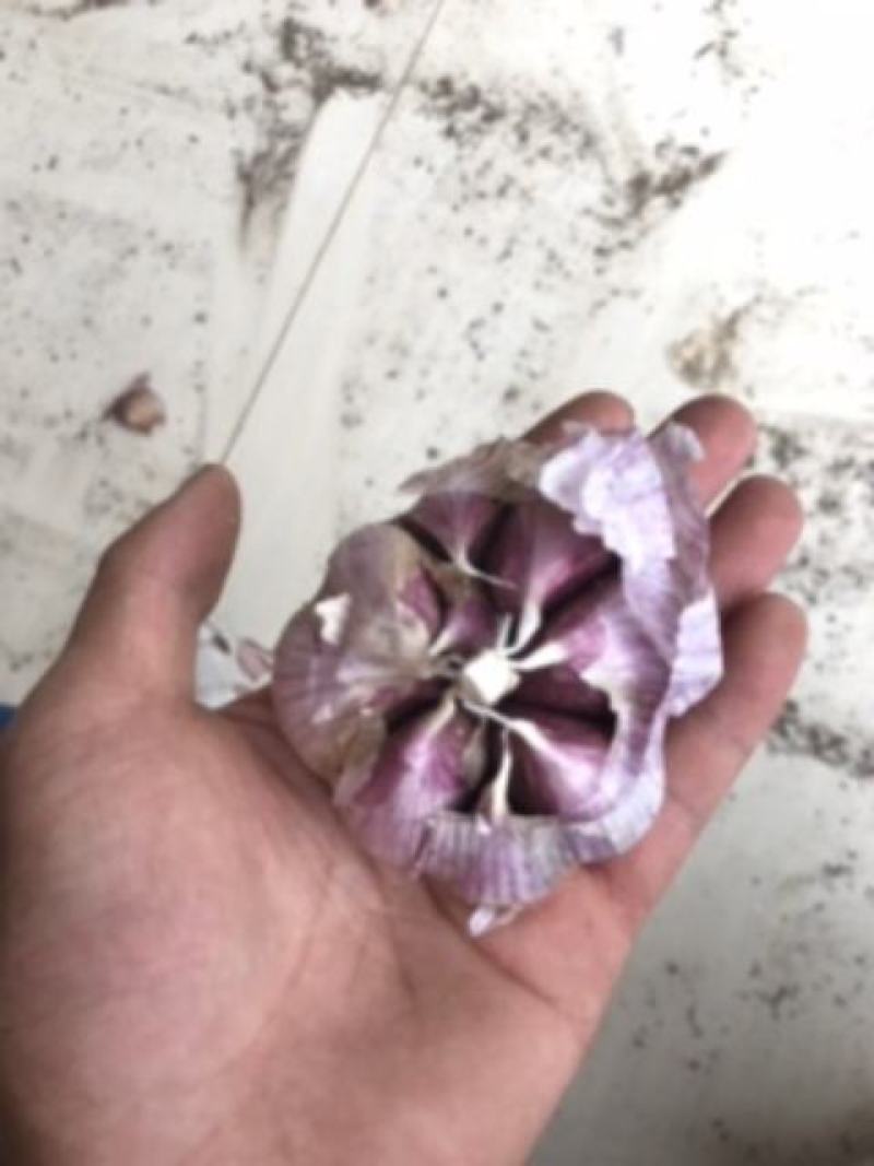 云南红皮大蒜，独头蒜，多瓣蒜