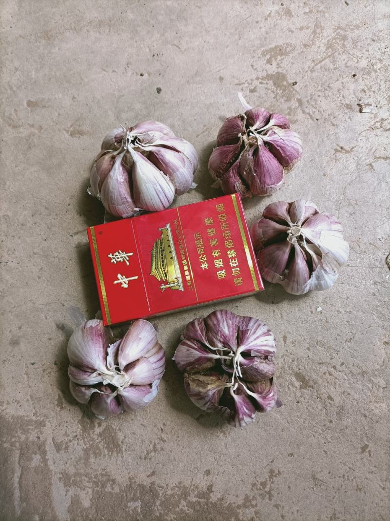 云南红皮大蒜，独头蒜，多瓣蒜
