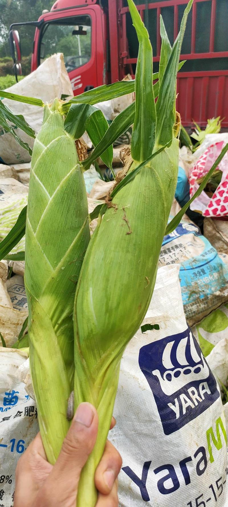 广西横县太阳花甜玉米产地直供欢迎各位采购商前来选购