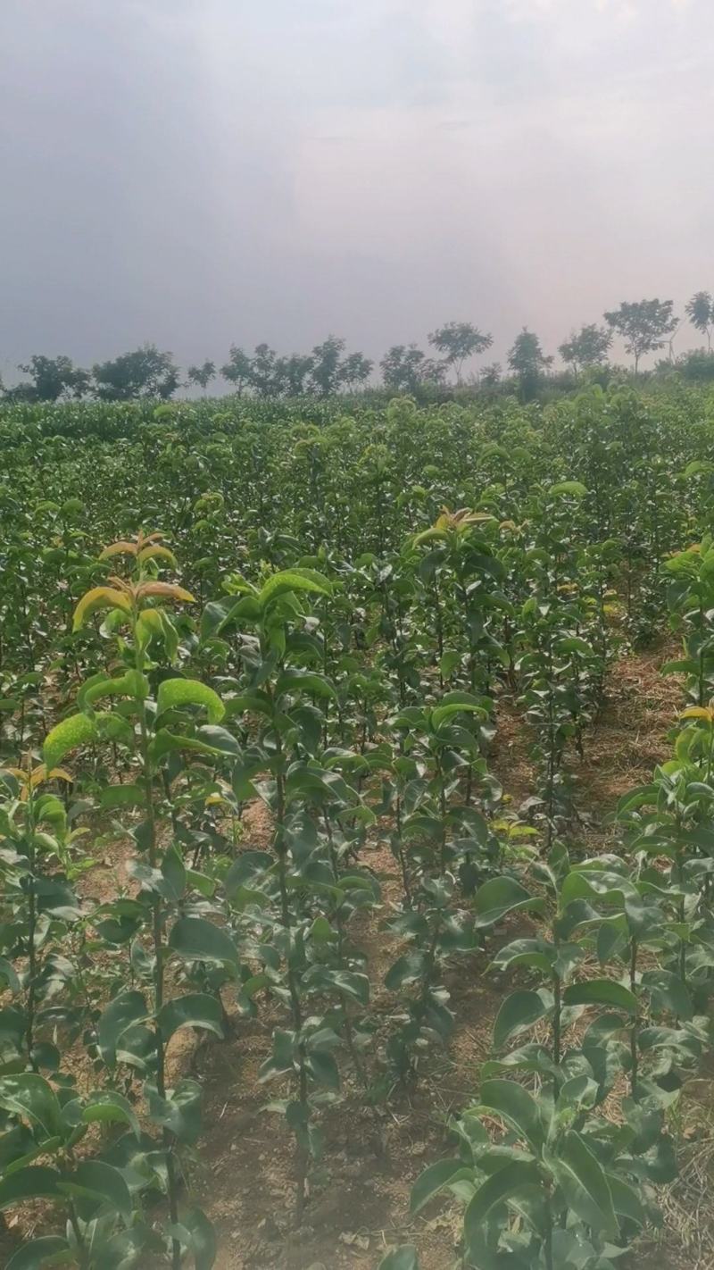 秋月梨苗，杜梨根系，抗病能力强，纯度高，自家基地培育