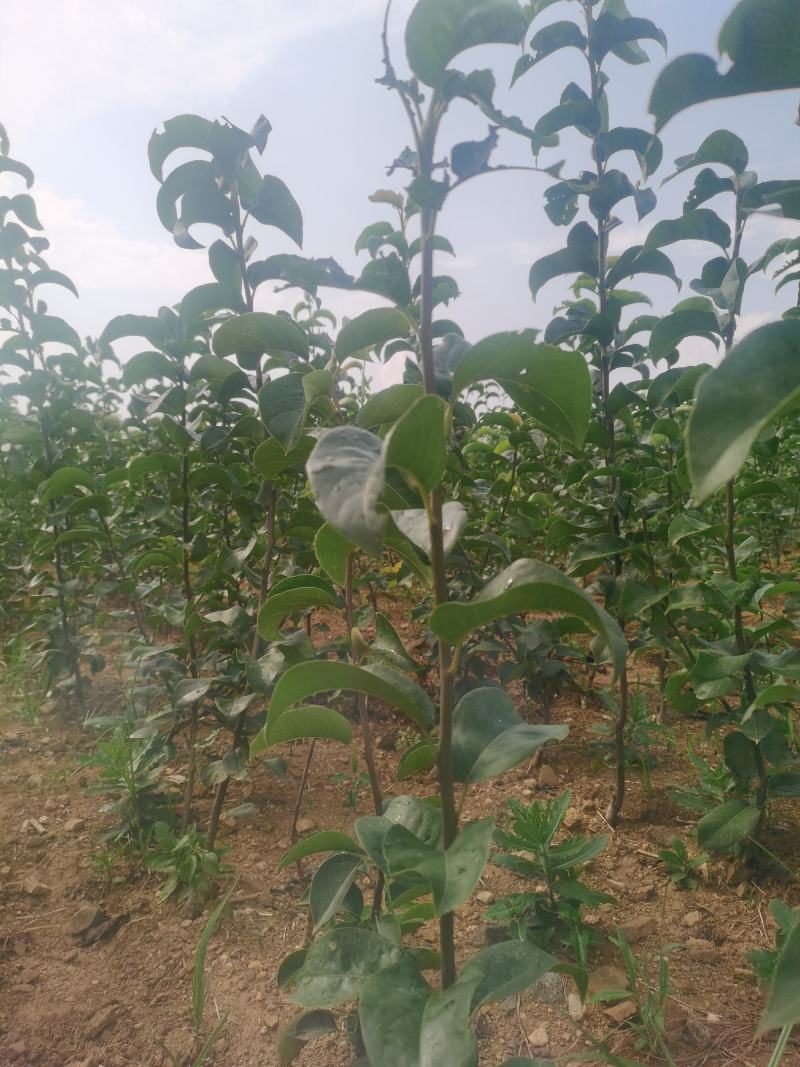 秋月梨苗，杜梨根系，抗病能力强，纯度高，自家基地培育