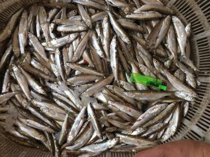 油炸鱼干、油炸白肖鱼、自然鱼干、水库鱼干、河水鱼干