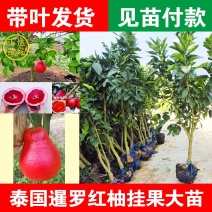 泰国暹罗红柚苗，三年苗种植一年挂果【正宗大苗】