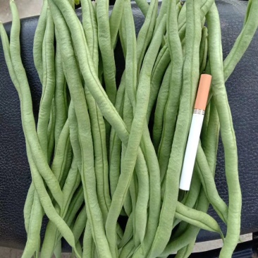 架豆王