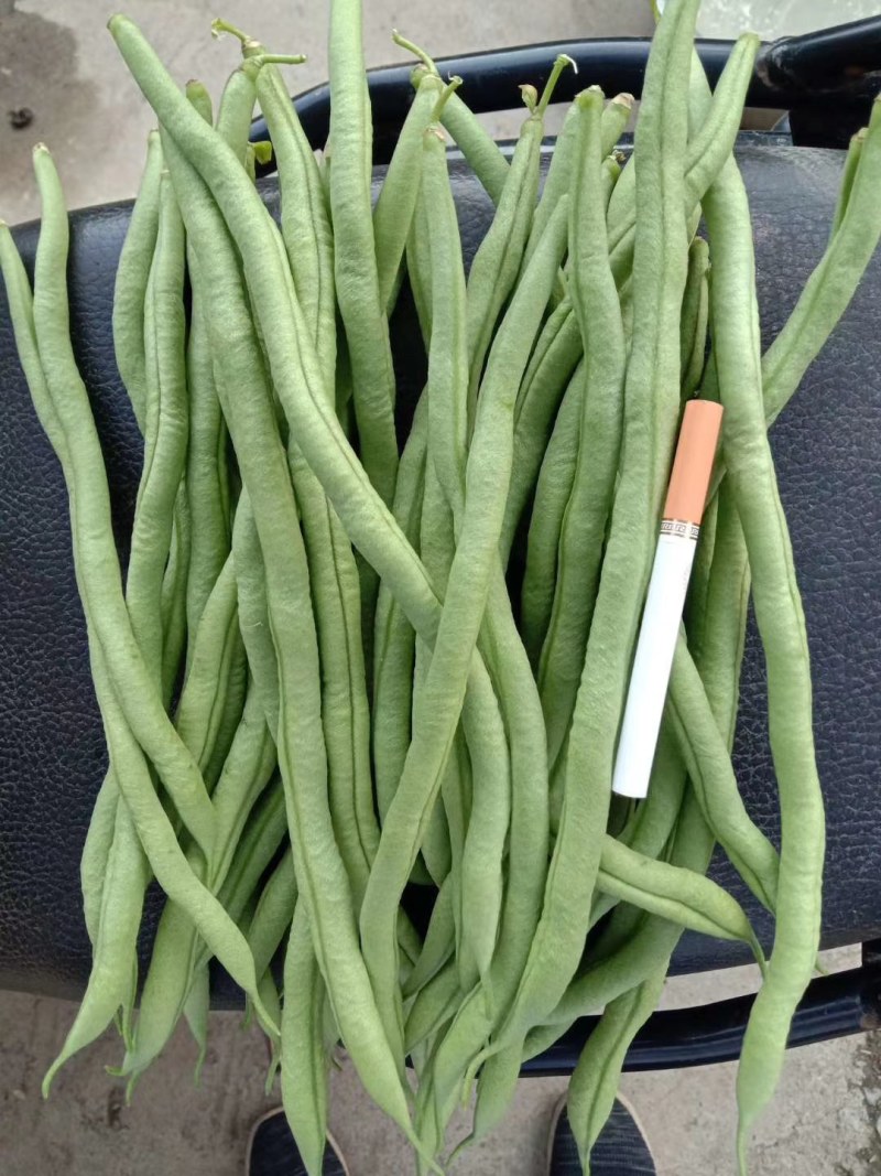 架豆王