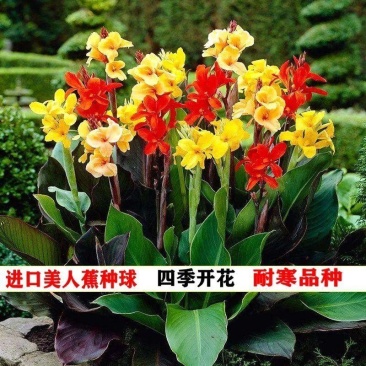 美人蕉种子