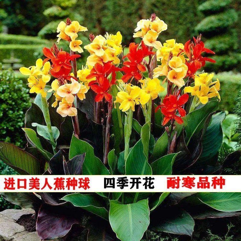 美人蕉种子