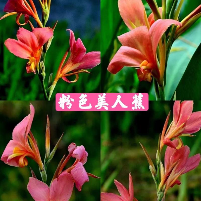 美人蕉种子
