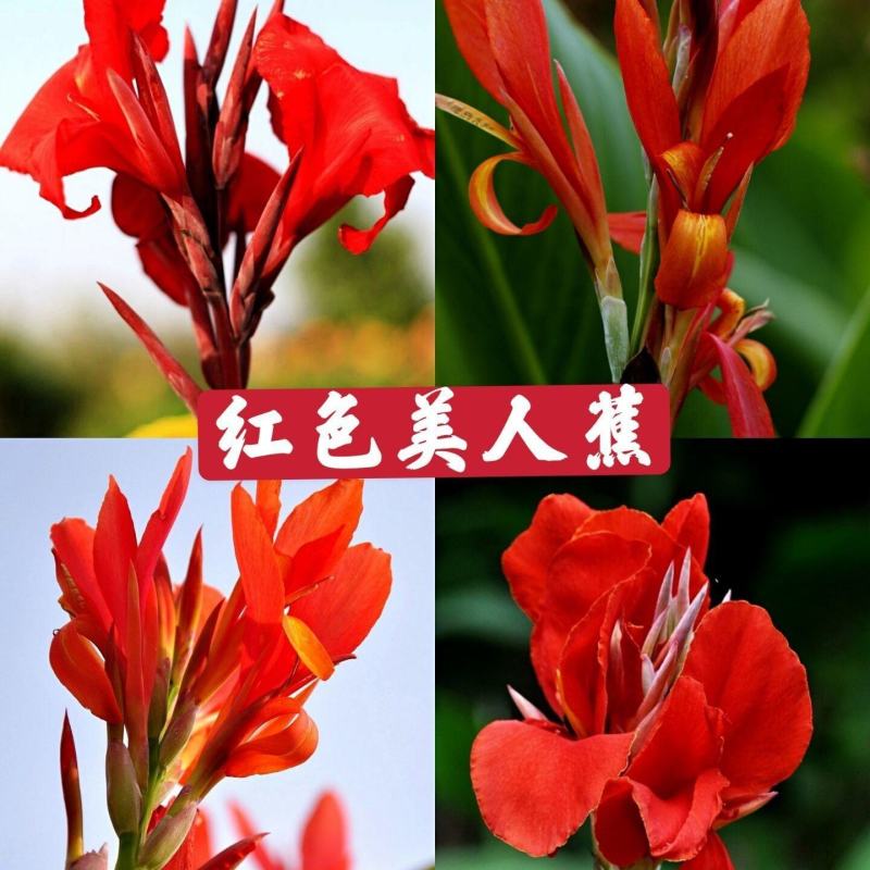 美人蕉种子