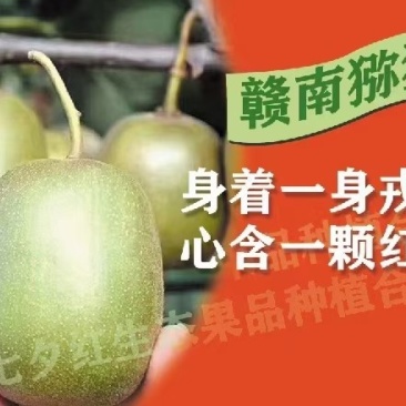 热卖猕猴桃赣南红心奇异果一件代发