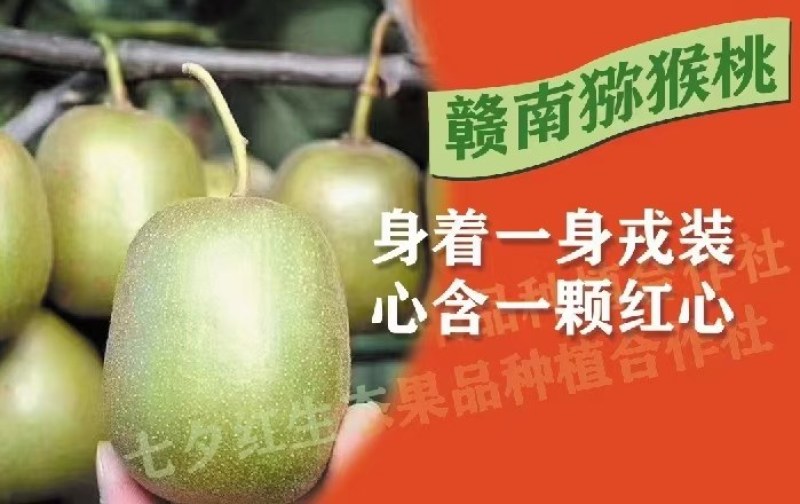 热卖猕猴桃赣南红心奇异果一件代发