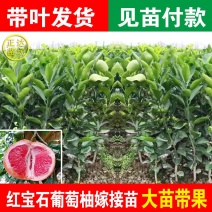 红肉葡萄柚苗红心葡萄柚苗，一年挂果【100%正品保证】