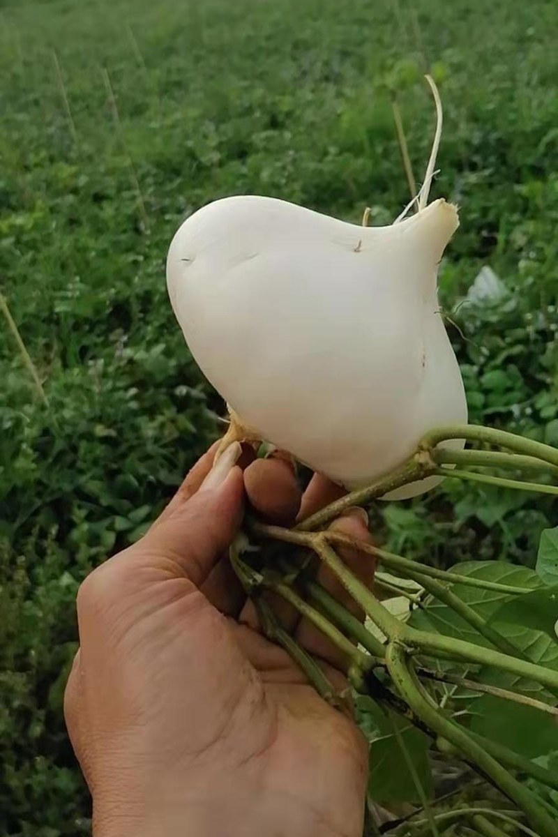凉薯