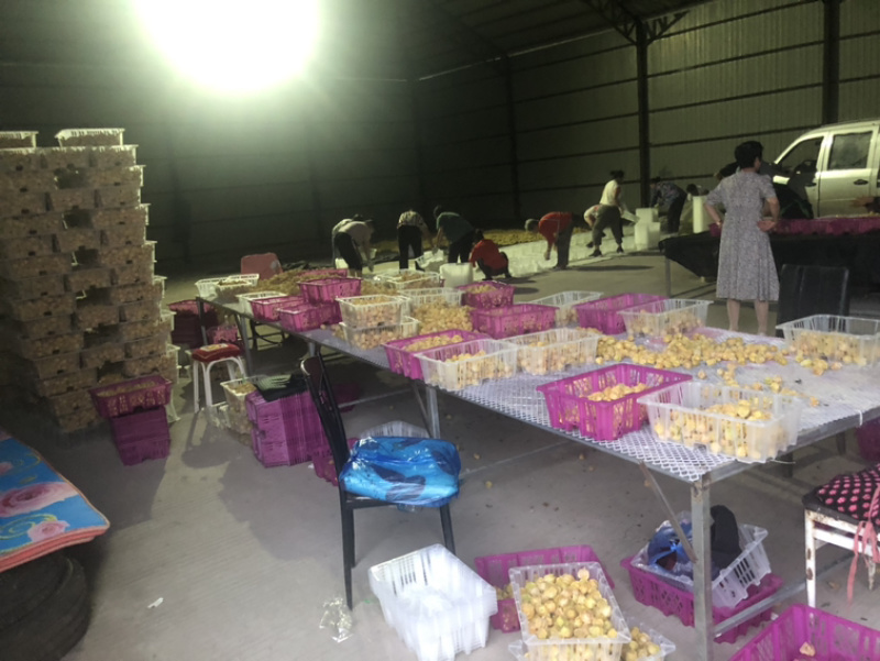 黄菇娘、中果、皮薄肉厚、产地发货。全国各地可代发
