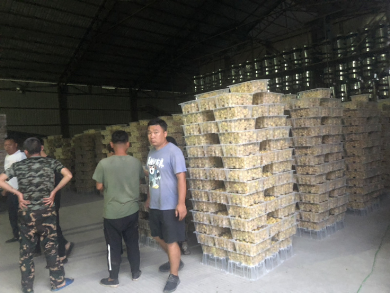黄菇娘、中果、皮薄肉厚、产地发货。全国各地可代发