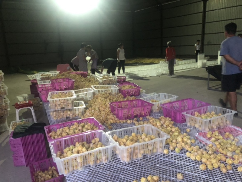 黄菇娘、中果、皮薄肉厚、产地发货。全国各地可代发
