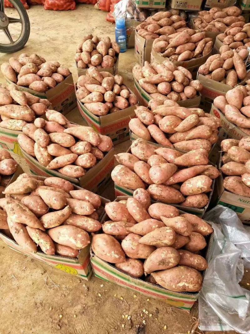 湖北省宜城市紫薯等各种红薯大量上市价格美丽