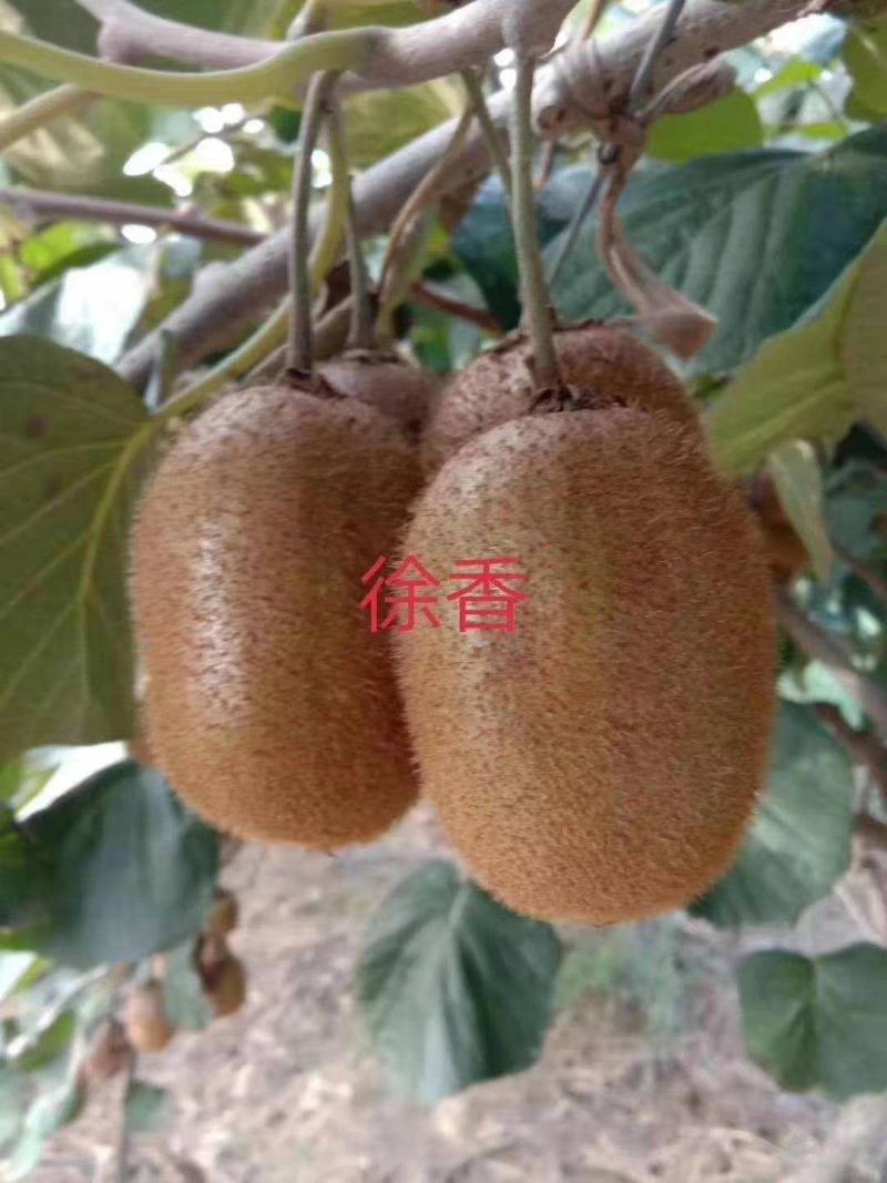 陕西秦岭山优质徐香猕猴桃