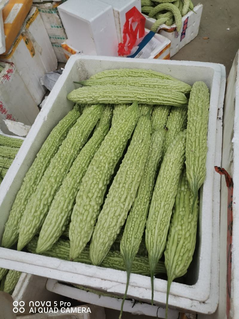 重庆潼南区白苦瓜，正上市中潼南基地自产自售