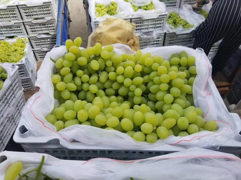 （基地直供）河北维多利亚葡萄品质上乘大量现货视频看货