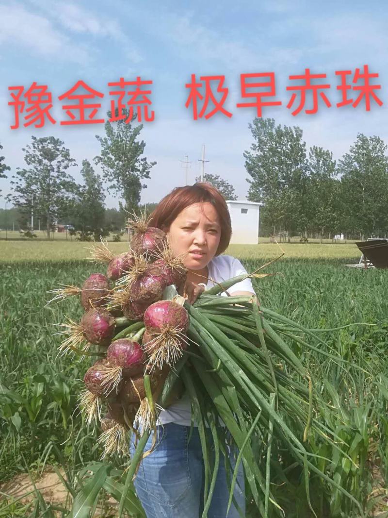 极早赤珠杂交一代扁厚型紫红亮丽，亩产1.2万斤