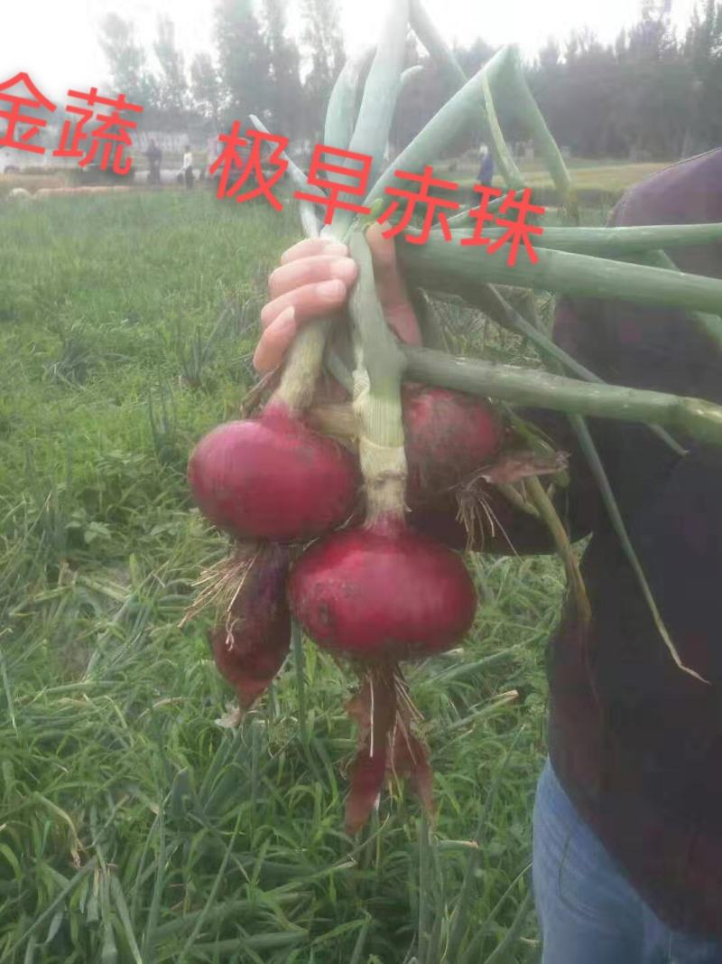 极早赤珠杂交一代扁厚型紫红亮丽，亩产1.2万斤