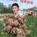 极早赤珠杂交一代扁厚型紫红亮丽，亩产1.2万斤