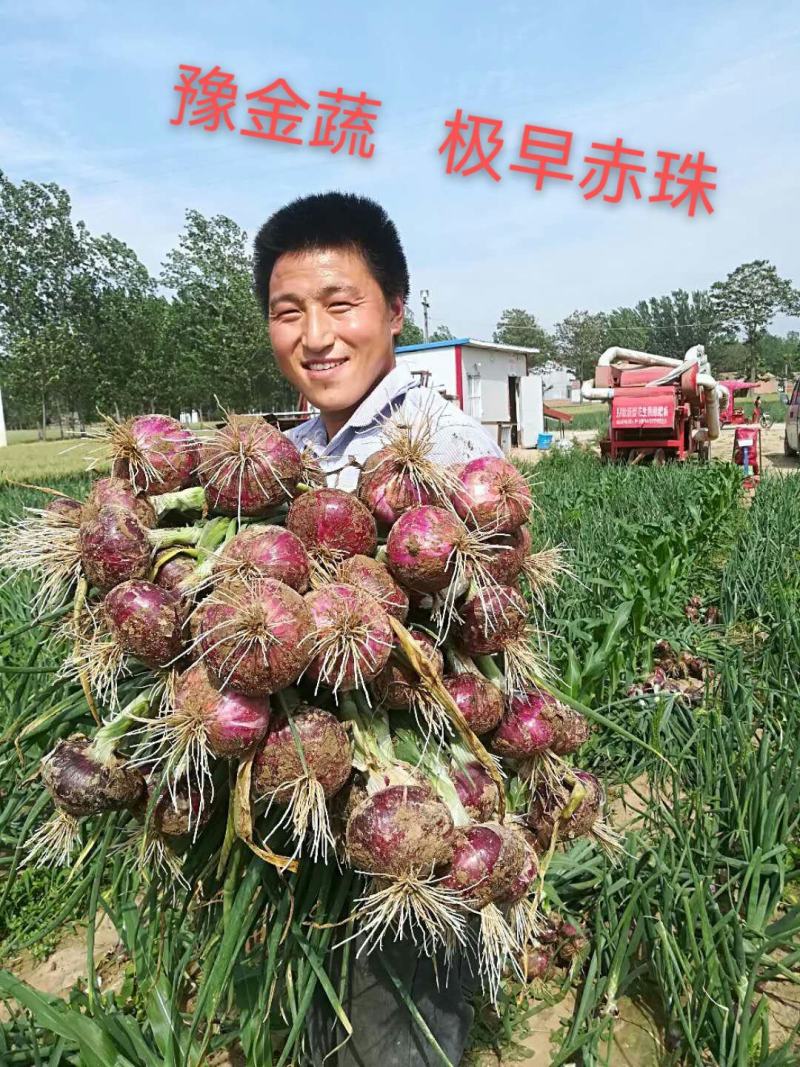 极早赤珠杂交一代扁厚型紫红亮丽，亩产1.2万斤