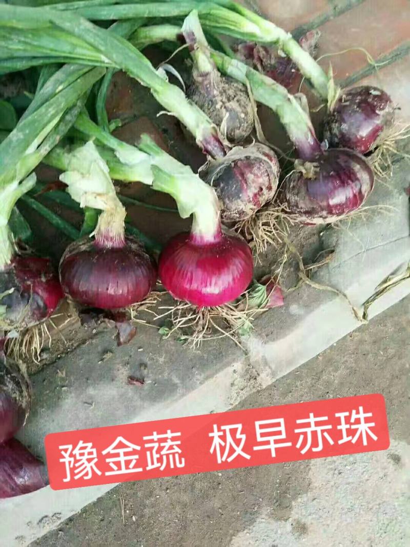 极早赤珠杂交一代扁厚型紫红亮丽，亩产1.2万斤