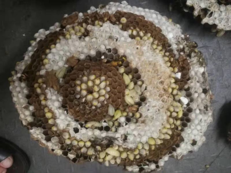 蜂蛹群