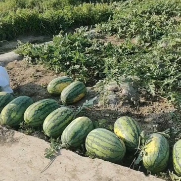 精品甜五