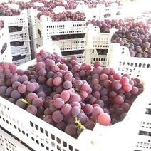 浦江，巨峰葡萄全面上市，每天提供优质的清子，中子数万斤，