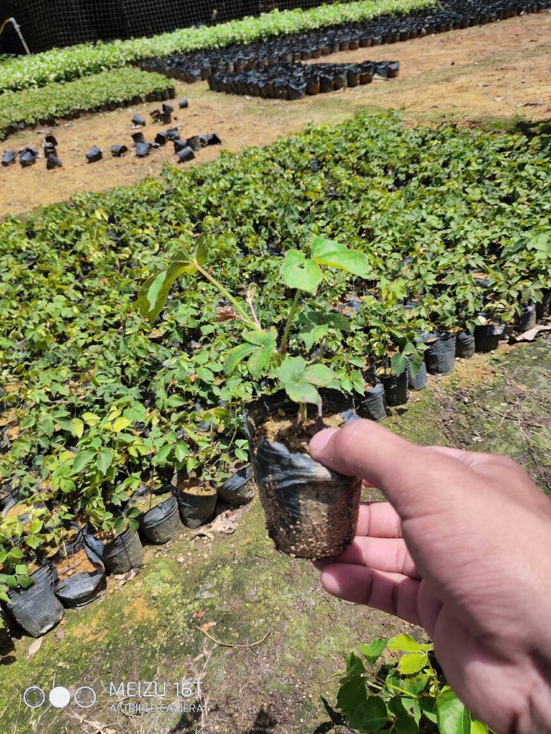 小袋爬山虎